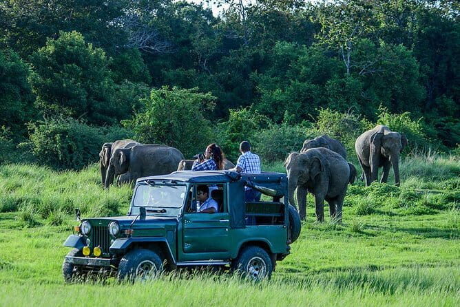 Udawalawe Safari & Elephant Orphanage visit from Hambantota port - Practical Details: Transportation, Timing, and Group Size
