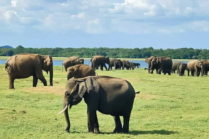 Udawalawe Safari & Elephant Orphanage visit from Hambantota port - Who Will Appreciate This Tour?