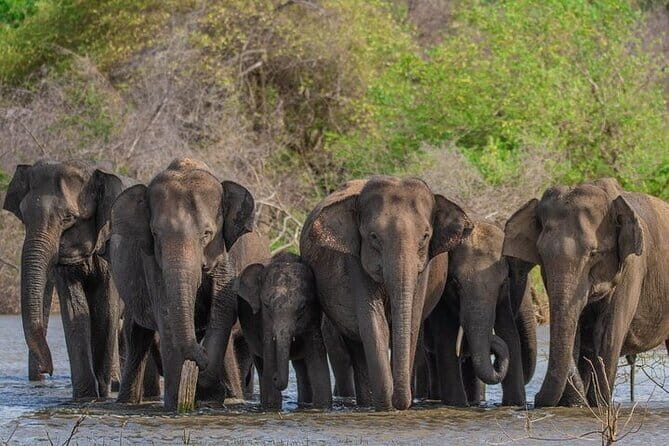 Udawalawe Safari & Elephants Orphanage tour from Hambantota port - Key Points