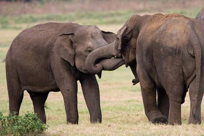 Udawalawe Safari & Elephants Orphanage tour from Hambantota port - FAQ