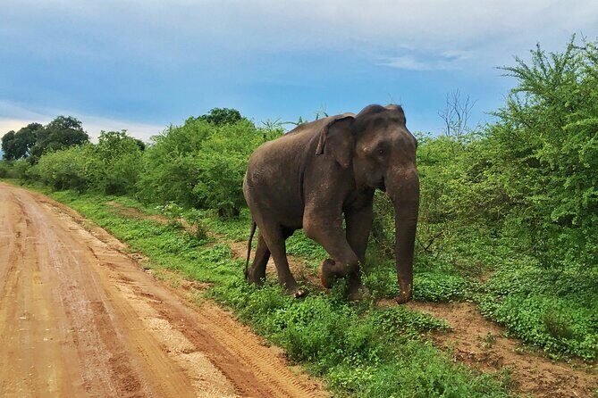 Udawalawe Safari Jeep Tour - Key Points