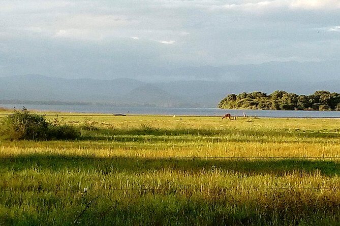 Udawalawe Safari - Private & Customize Tour - An In-Depth Look at the Udawalawe Safari Experience
