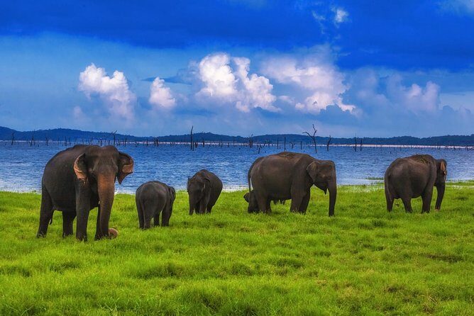 Udawalawe Safari Tour from Hambantota - Cost and Overall Value