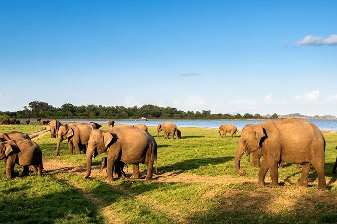 Udawalawe Safari Tour from Hambantota - Final Thoughts