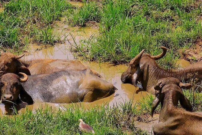 Udawalawe Safari Tour from Hambantota - FAQs
