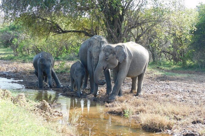 Udawalawe Safari Tour With Baby Elephants From Hambantota Port - What to Expect from Your Udawalawe Safari Experience