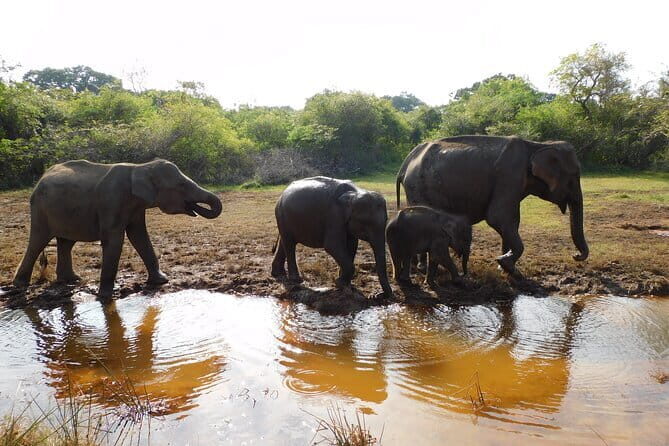 Udawalawe Safari Tour With Baby Elephants From Hambantota Port - Who Might Want to Consider Other Options
