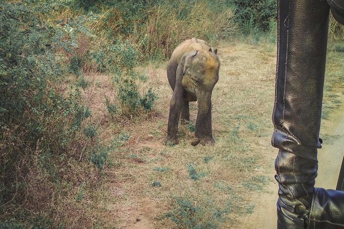 Udawalawe Safari & Waulpane Caving day tour from Colombo - Practical Aspects You Should Know