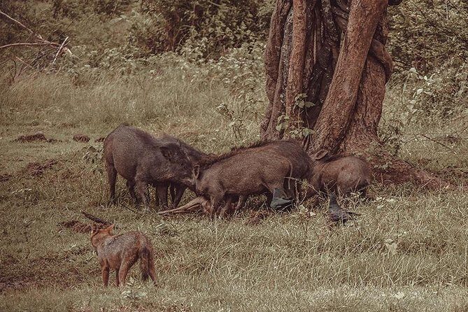 Udawalawe Safari & Waulpane Caving day tour from Colombo - Who Would Love This Tour?