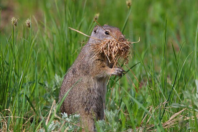 Uinta Mountains Birding and Nature Expedition - Pricing and Value