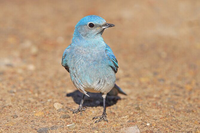 Uinta Mountains Birding and Nature Expedition - Final Thoughts