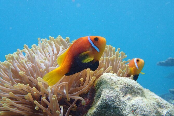 Ukulhas Tour A - 3 Points Snorkeling Tour - Exploring the Ukulhas Snorkeling Experience in Detail