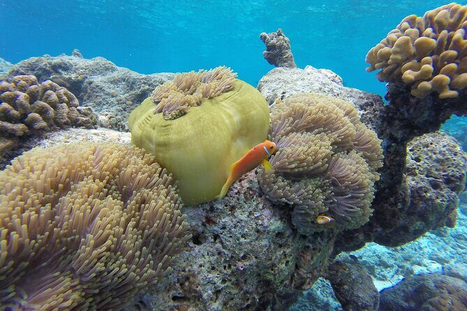 Ukulhas Tour A - 3 Points Snorkeling Tour - FAQ Section