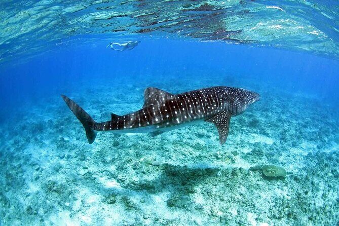 Ukulhas Tour D - Whale Shark Snorkeling & Coral Garden Tour - Key Points