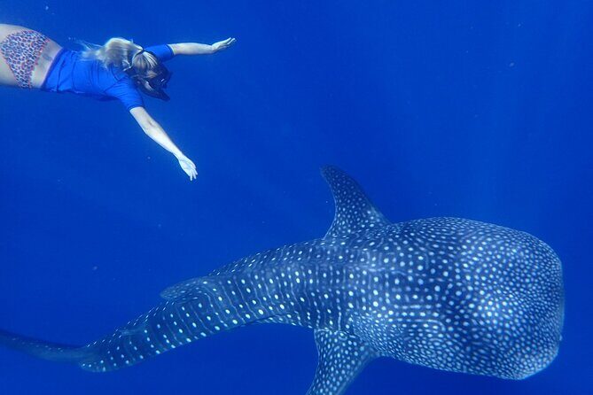 Ukulhas Tour D - Whale Shark Snorkeling & Coral Garden Tour - What You Can Expect from Ukulhas Tour D