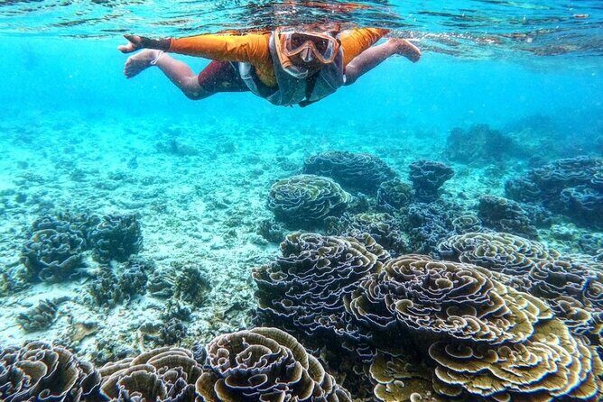 Ukulhas Tour D - Whale Shark Snorkeling & Coral Garden Tour - The Sum Up