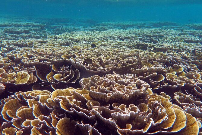Ukulhas Tour D - Whale Shark Snorkeling & Coral Garden Tour - FAQs