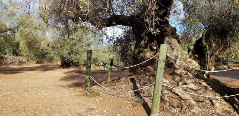Ulldecona: Guided Tour of the Millenary Olive Trees of Arión - Key Points