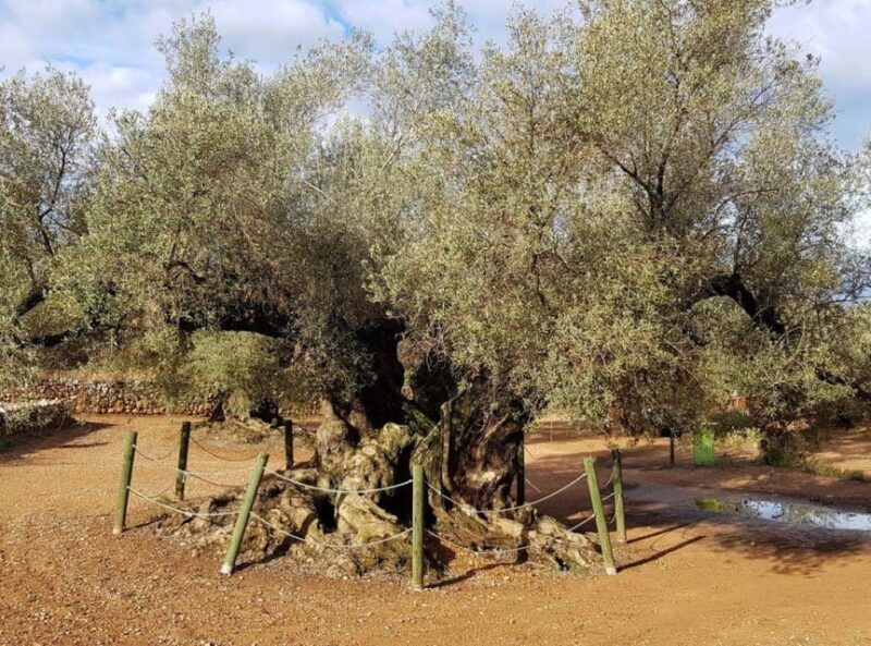Ulldecona: Guided Tour of the Millenary Olive Trees of Arión - An In-Depth Look at the Tour Experience