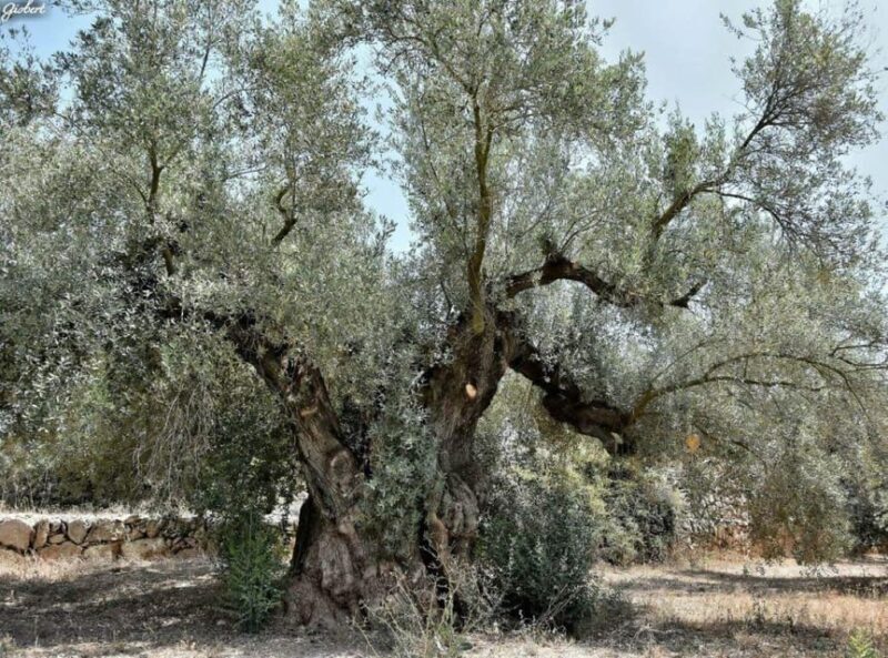 Ulldecona: Guided Tour of the Millenary Olive Trees of Arión - Final Thoughts
