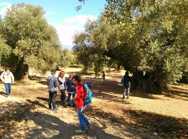 Ulldecona: Guided Tour of the Millenary Olive Trees of Arión - FAQ