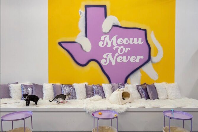 Ultimate cat experience at Austin's only cat cafe - The Value of the Experience