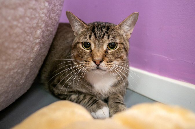 Ultimate cat experience at Austin's only cat cafe - Why This Tour Is a Great Choice for Certain Travelers