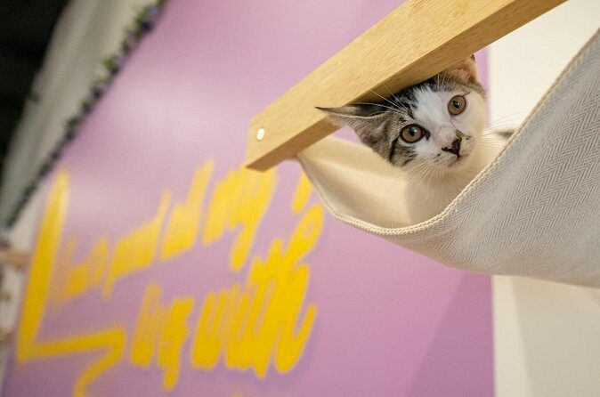 Ultimate cat experience at Austin's only cat cafe - The Experience in Detail: A Closer Look at the Itinerary