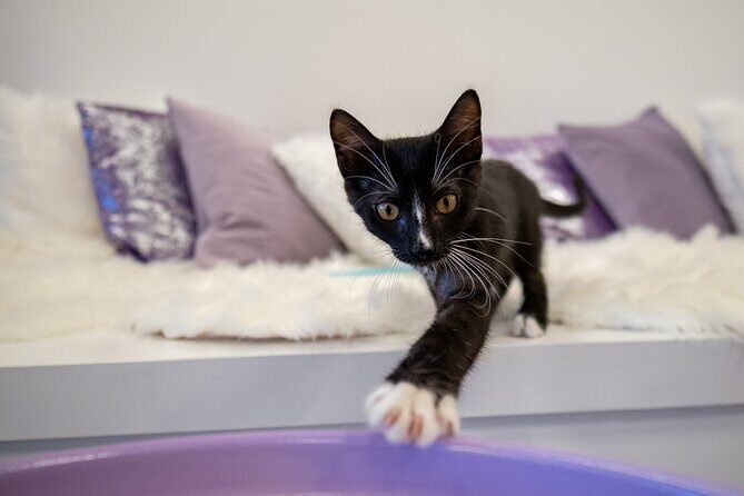 Ultimate cat experience at Austin's only cat cafe - Who Should Consider This Experience?