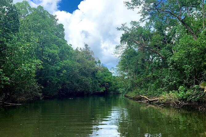 Ultimate Daintree Rainforest Wildlife Experience Cruise - Final Thoughts