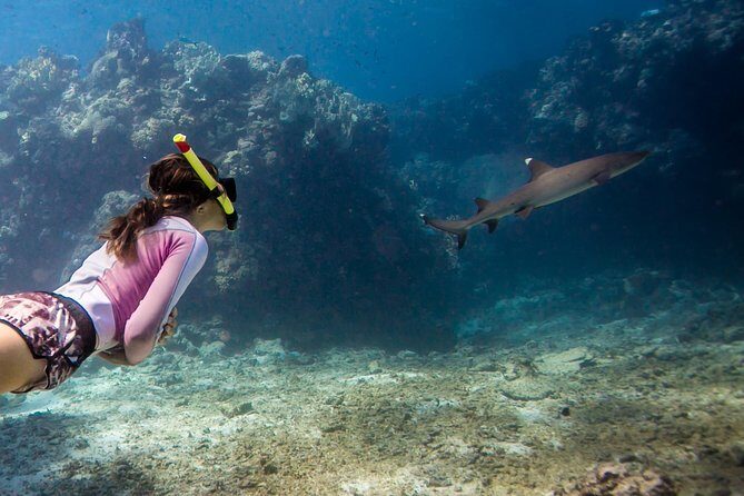 Ultimate Encounter Snorkel with Sharks in Fiji - Key Points