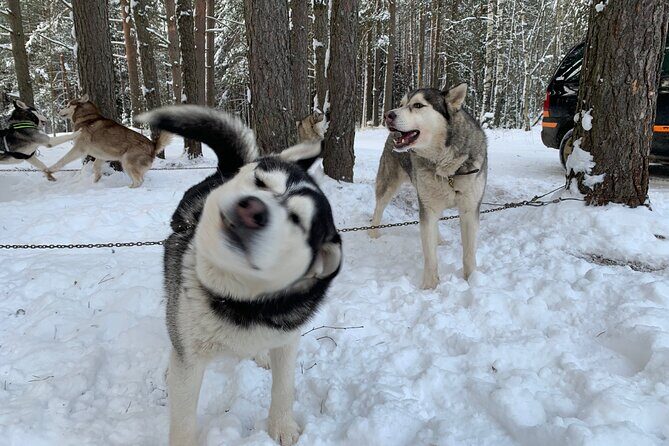 Ultimate Husky dog sledding experience in Latvia - Private tour from Riga - The Sum Up