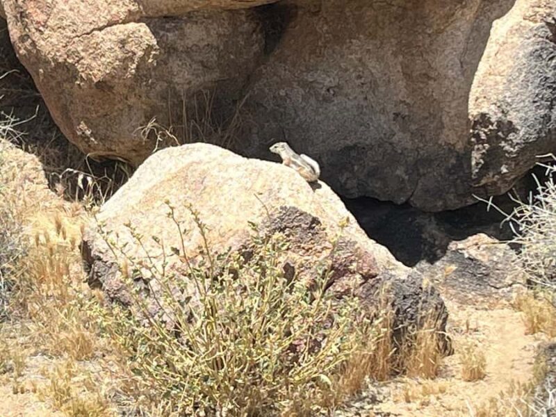 Ultimate Joshua Tree National Park Private Group Adventure - Who Will Love This Tour?