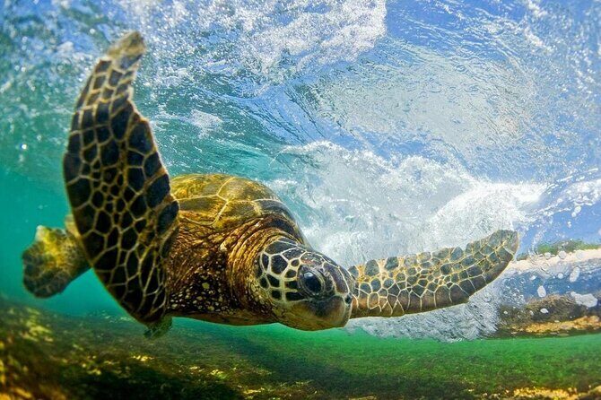 Ultimate North Shore Adventure: Full-Day Hawaiian Experience - Exploring the Itinerary: What’s Included and Why It Matters