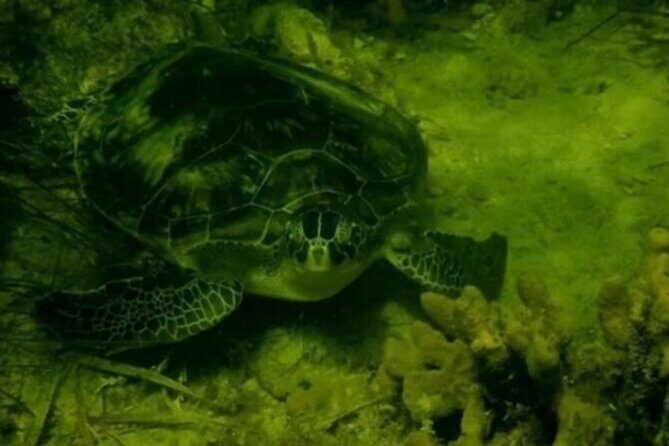 Ultimate Private Scalloping Adventure in Crystal River - The Itinerary and What Makes It Special