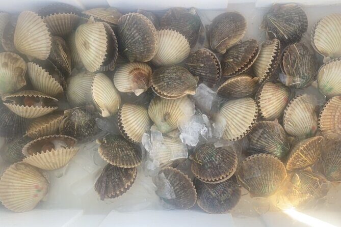 Ultimate Private Scalloping Adventure in Crystal River - FAQ