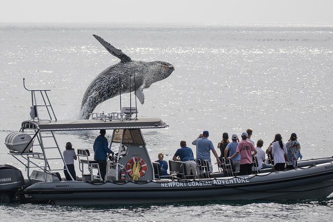 Ultimate Whale Watching Tour aboard the SuperRib: 24 People Max - Key Points