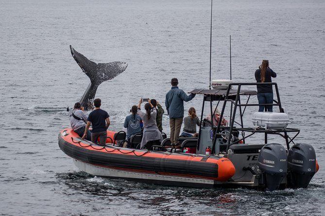 Ultimate Whale Watching Tour aboard the SuperRib: 24 People Max - What to Expect from the Experience