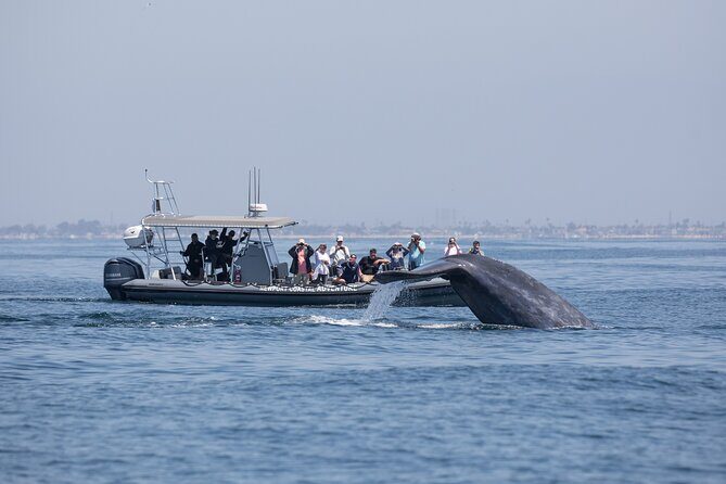 Ultimate Whale Watching Tour aboard the SuperRib: 24 People Max - The Price and Its Value