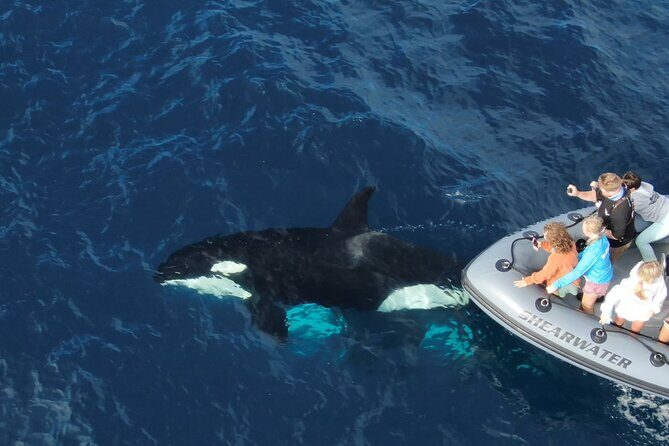 Ultimate Whale Watching Tour aboard the SuperRib: 24 People Max - Practical Details