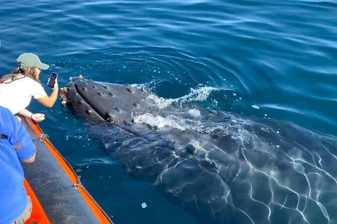 Ultimate Whale Watching Tour aboard the SuperRib: 24 People Max - How the Tour Stacks Up