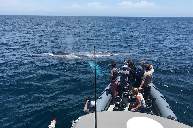 Ultimate Whale Watching Tour aboard the SuperRib: 24 People Max - FAQ