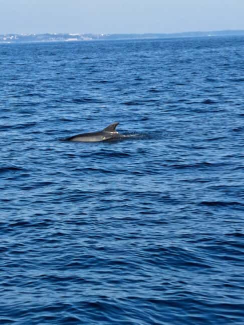 Umag: Snorkeling & dolphin watching morning boat tour - Key Points