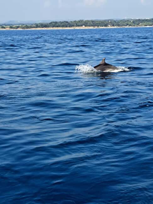 Umag: Snorkeling & dolphin watching morning boat tour - Deep Dive into the Experience