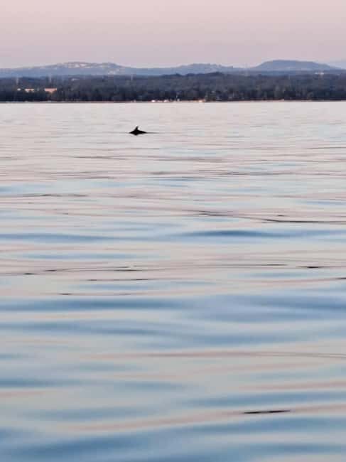 Umag: Snorkeling & dolphin watching morning boat tour - What to Bring and Consider