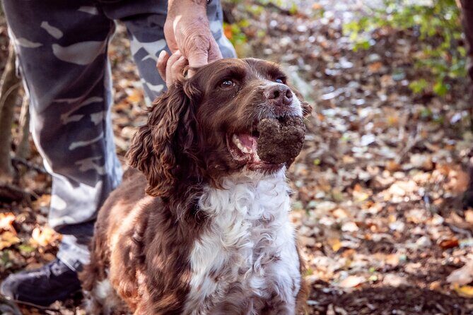 Umbria Truffle Hunting Experience with Brunch - Key Points