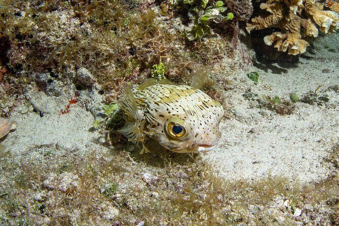 Under the Stars Twilight Snorkel and Seaside Dinner at Money Bar - Authentic Experiences and Travel Tips