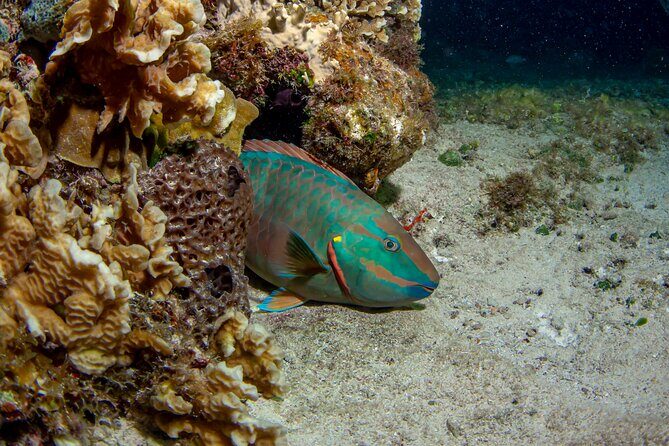 Under the Stars Twilight Snorkel and Seaside Dinner at Money Bar - The Sum Up