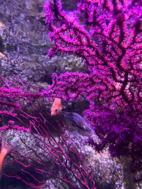 Underwater Paris: A Dreamy Dive into the Aquarium de Paris - Key Points