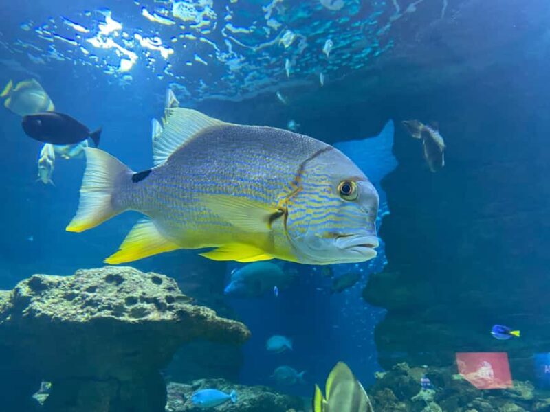 Underwater Paris: A Dreamy Dive into the Aquarium de Paris - Authentic Insights from Visitors